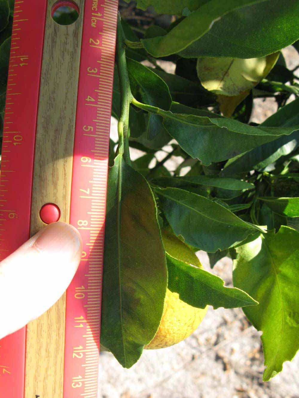              Unifoliolate leaf (Winter Haven, FL)       